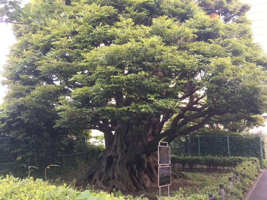椎の木 正源寺 浄土真宗本願寺派(西) 東京都港区高輪