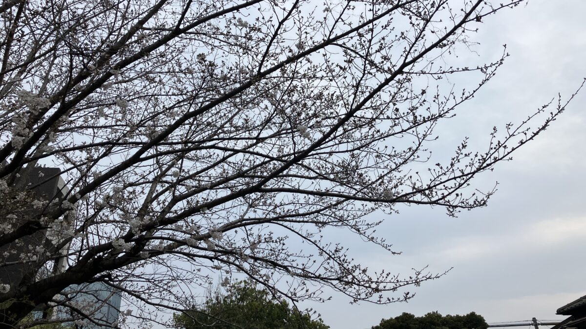 境内の桜