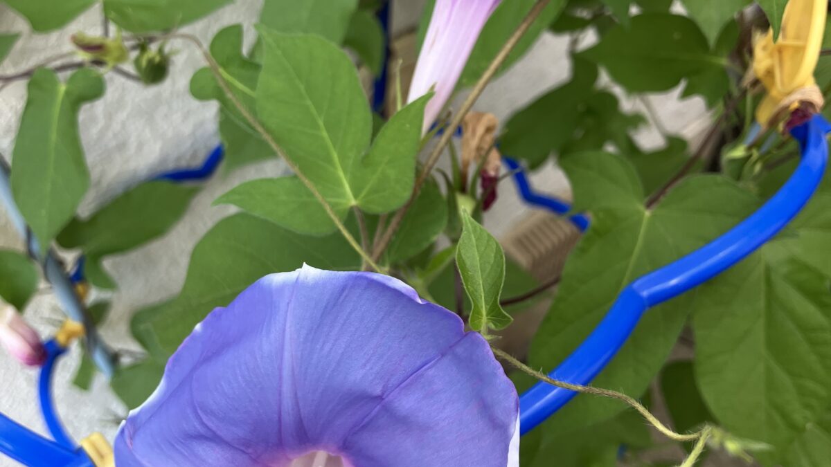 7月